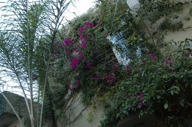 Flowers covering a window in Guadalajara, Mexico – Best Places In The World To Retire – International Living